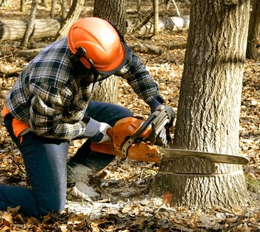 Tree Removal in Shelby, MI